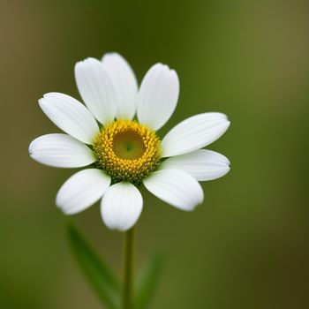 white flower with a yellow center is shown in the foreground of a blurry background of green