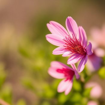 pink flower with a green stem in the foreground and a blurry background in the background