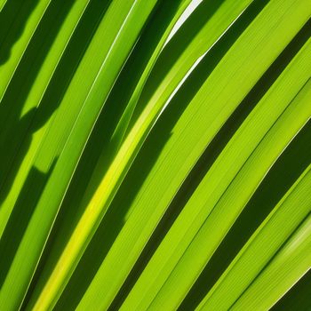 close up of a green leaf with a white background and a blurry image of the leaves of a plant