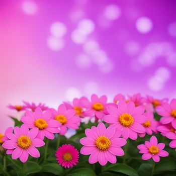 bunch of pink flowers with a purple background behind them and a blurry background behind them with a pink and yellow center