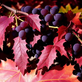 bunch of grapes hanging from a tree branch with leaves around them and a red maple leaf in the foreground