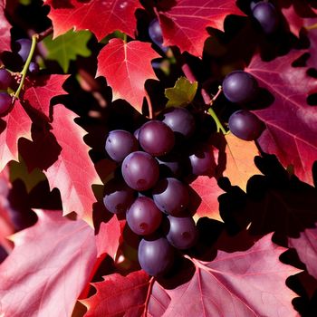 bunch of grapes hanging from a tree with leaves around them and a red maple leaf in the background