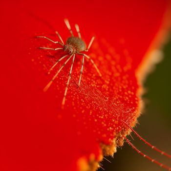 spider sitting on a red flower with a green background and a blurry background behind it