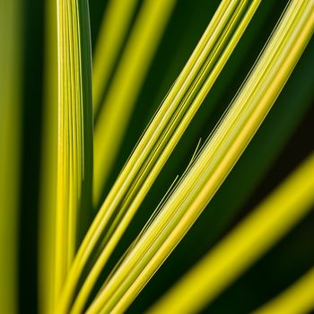 close up of a green leaf with thin lines on it's surface