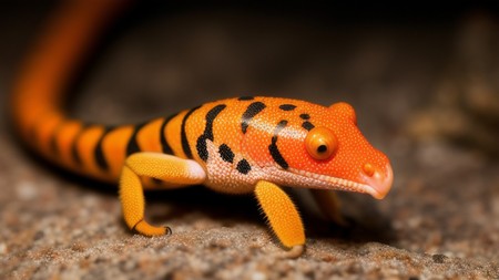 an orange and black geckole sitting on a piece of rock