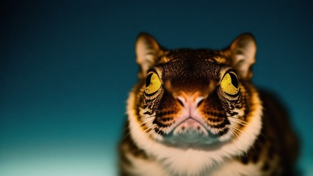 close up of a cat's face on a blue background